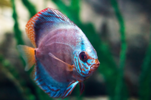 Symphysodon discus em um aquário em um fundo verde