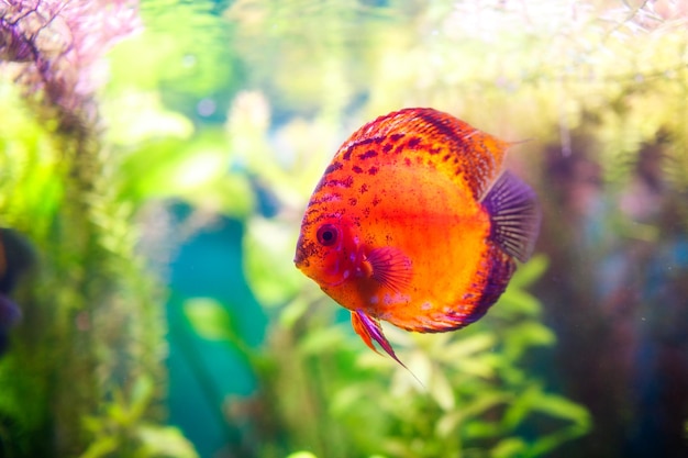 Symphysodon discus em um aquário em um fundo verde