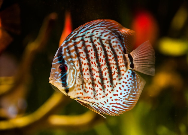 Symphysodon Discus in einem Aquarium auf grünem Hintergrund