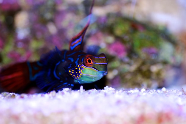 Synchiropus splendidus - O peixe mandarim, um dos peixes de água salgada mais coloridos