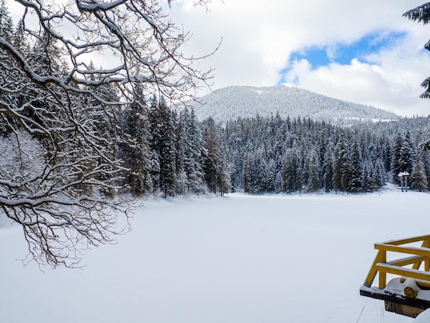 Synevyr vor dem Hintergrund eines Waldes in den Karpaten im Winter