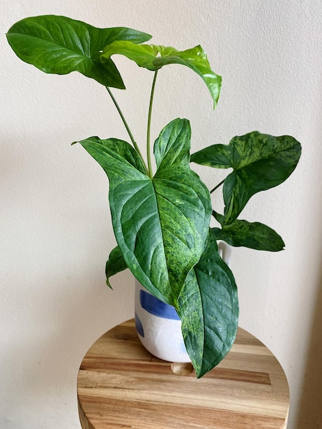 Syngonium em close-up de planta em vaso