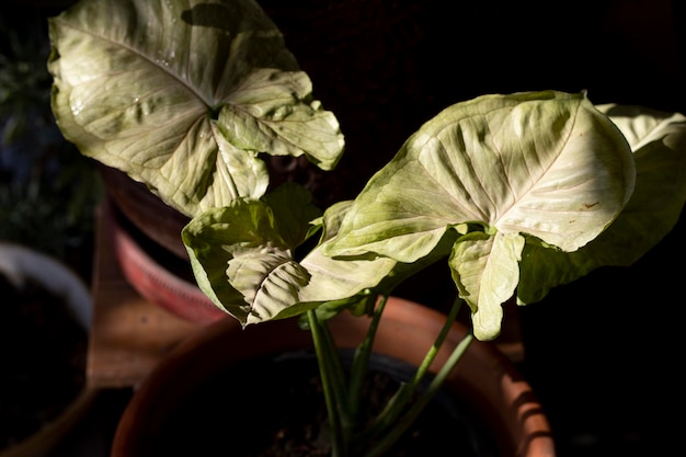 Syngonium planta hojas vista de cerca