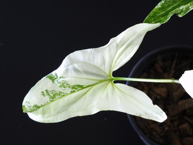 Syngonium Podophyllum auf weißem Hintergrund.