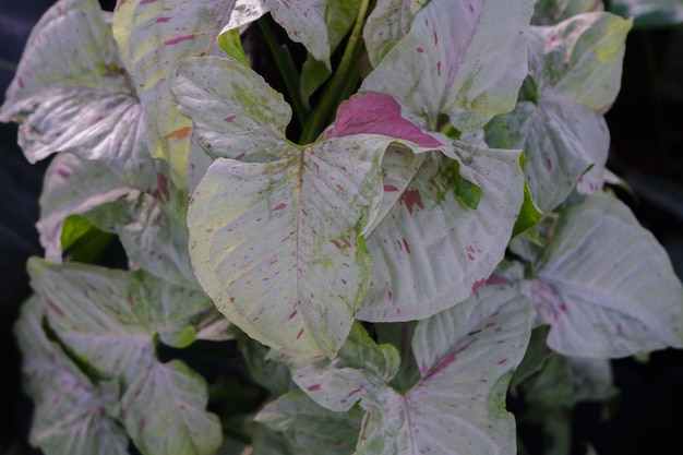 Syngonium podophyllum milk confetti é plantas de casa de folhagem no jardim de perto