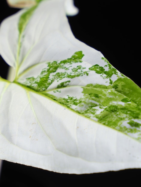 Syngonium podophyllum sobre un fondo blanco.