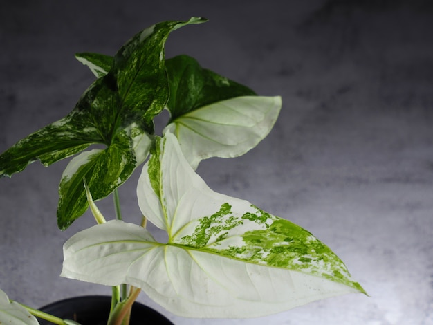 Syngonium podophyllum sobre un fondo blanco.