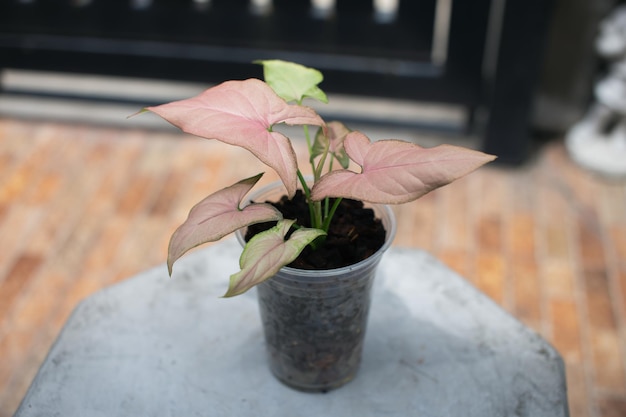 Syngonium rosa en maceta de plástico