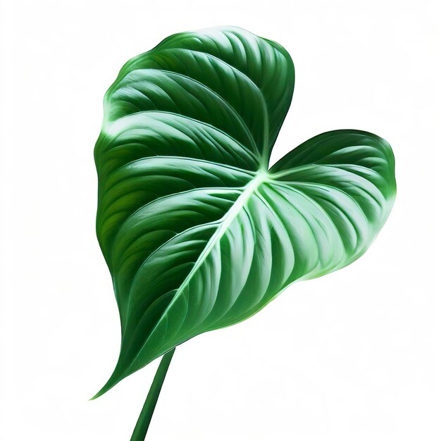 Foto syngonium wendlandii schott folhagem verde deixa padrão de planta de folha tropical isolada em fundo branco