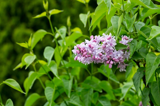 Syringa Blooming ramos de lilás closeup Exuberante flor de lilases