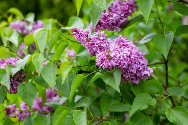 Syringa Blooming ramos de lilás closeup Exuberante flor de lilases