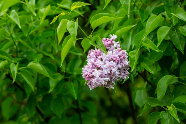 Syringa Blooming ramos de lilás closeup Exuberante flor de lilases