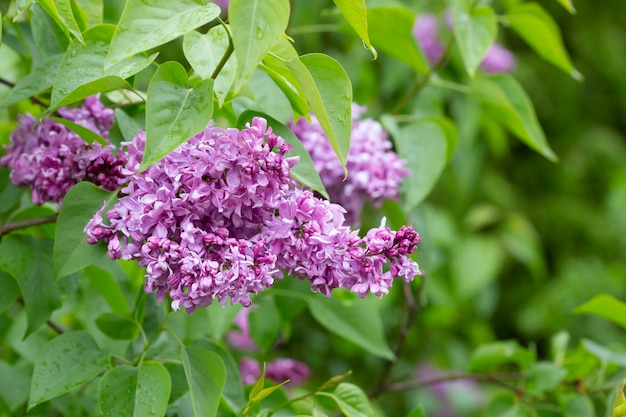 Syringa Blühende Zweige der Fliedernahaufnahme Üppige Blüte der Flieder