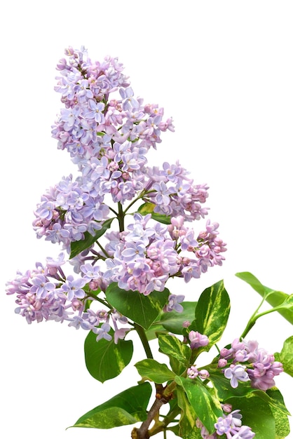 Syringa-Lilacblüten auf weißem Hintergrund