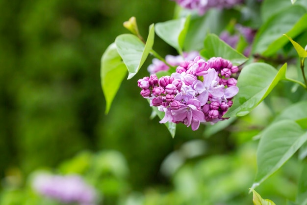 Syringa ramas florecientes de lila primer plano exuberante flor de lilas