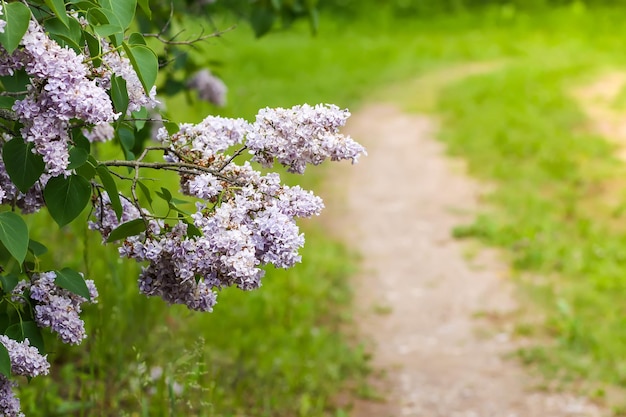 Syringa vulgaris blühende Pflanze. Duftender lila Fliederbusch im Frühlingsgarten in der Landschaft.