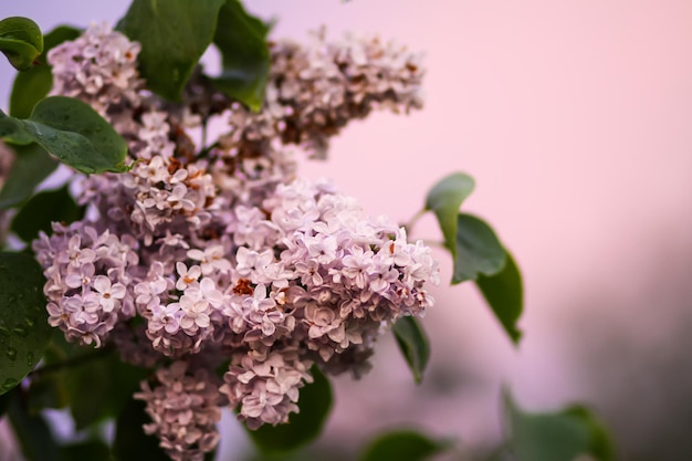 Syringa vulgaris blühende Pflanze im sanften Abendlicht. Duftender lila Fliederbusch im sanften Abendlicht im Frühlingsgarten auf dem Land.