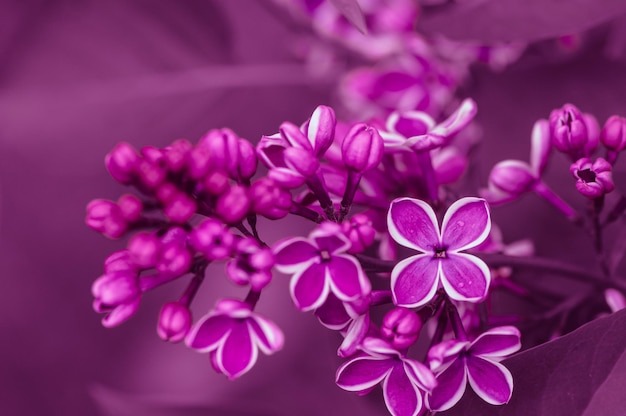 Foto syringa vulgaris lila común flor lila púrpura enfoque selectivo