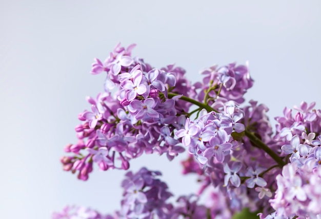 Syringa vulgaris oder lila purpurfarbene duftende Gartenblumen