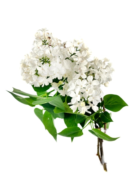 Syringa vulgaris Pflanze im Studio