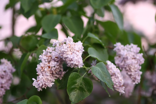 Syringa vulgaris planta florescendo na luz do sol suave. Arbusto lilás roxo perfumado na luz do sol suave no jardim primavera na zona rural.