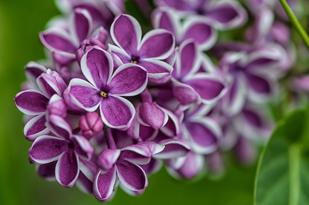 Syringa vulgaris