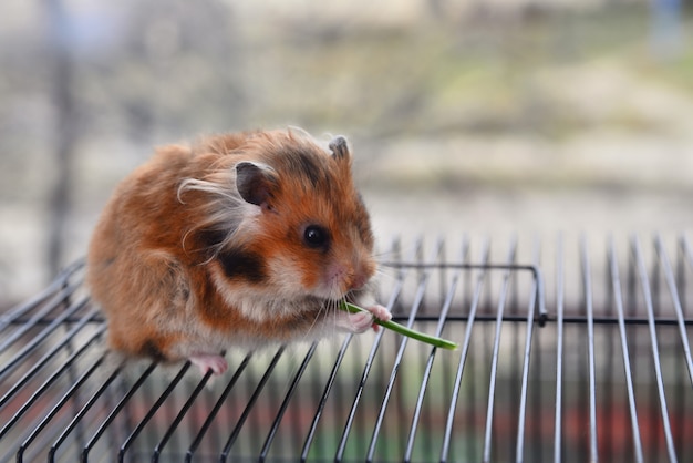 Syrischer Hamster knabbert an einem grünen Stiel