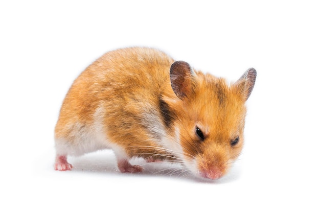 Syrischer Hamster Mesocricetus auratus isoliert auf weißem Hintergrund