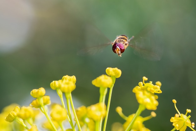 Syrphus ribesii es un muy común