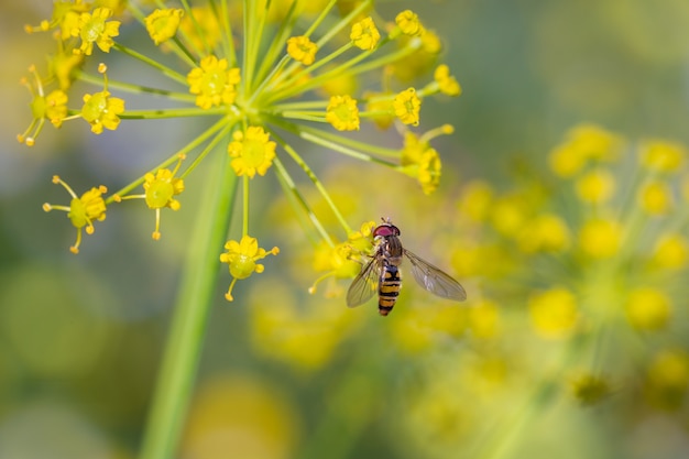 Syrphus ribesii