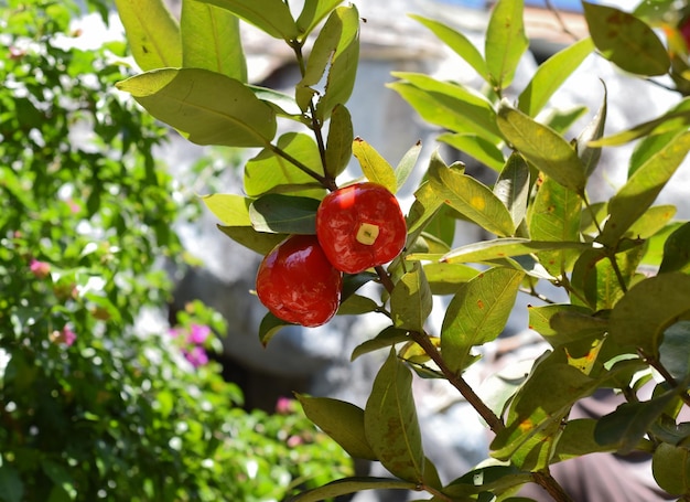 Syzygium jambos conhecido como rose apple e pomarrosa crescendo no Vietnã