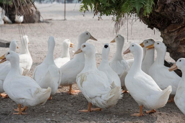 Szene der Entenaufzucht auf dem Bauernhof