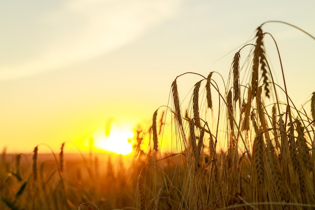 Szene des goldenen Sonnenuntergangs auf dem Feld mit Roggen oder Weizen