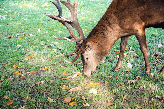 szene landwirtschaft wildes gras säugetier elk