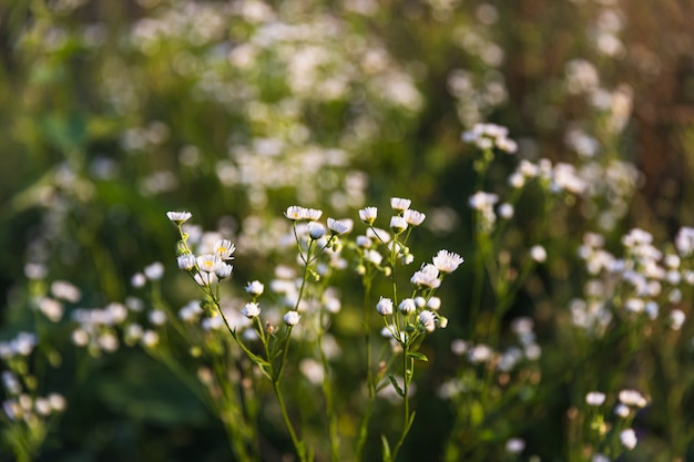 Szene mit wildem Gras auf einem Sonnenlicht