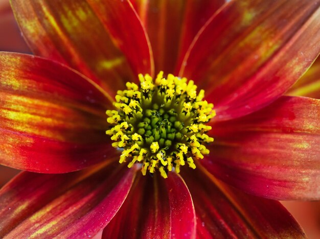 Szenische Ansicht der hellen orange Blume