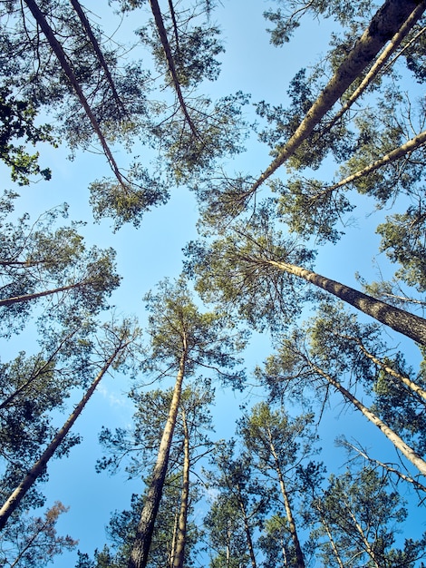 Szenische Ansicht der hohen Bäume im Wald.