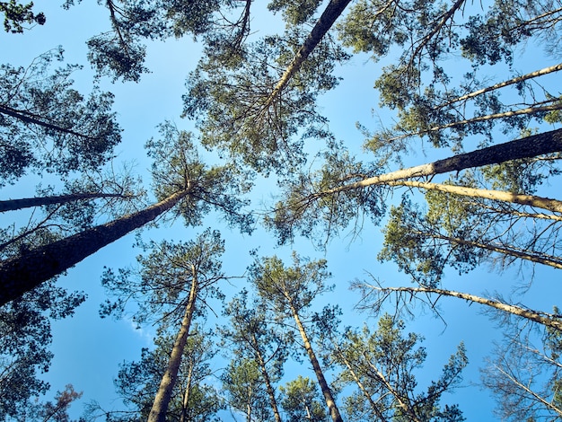 Szenische Ansicht der hohen Bäume im Wald.