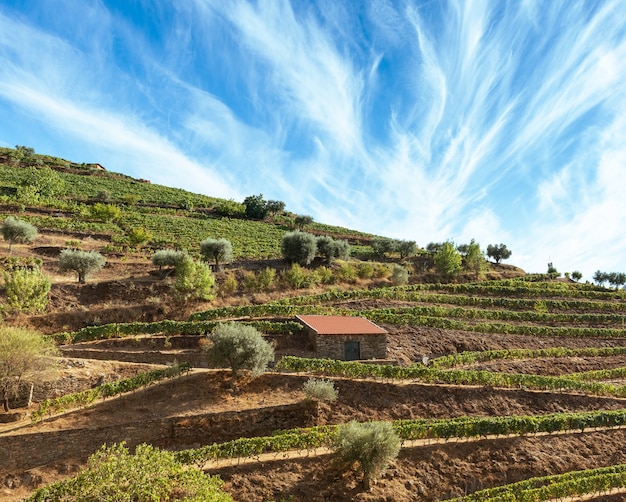 Szenische Ansicht der Weinberge, die in den Bergen gepflanzt werden