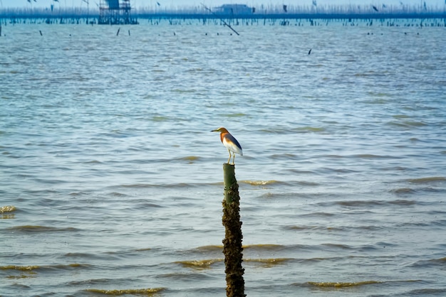 Szenische Ansicht des Vogels stehend auf hölzernem Stock im Meer