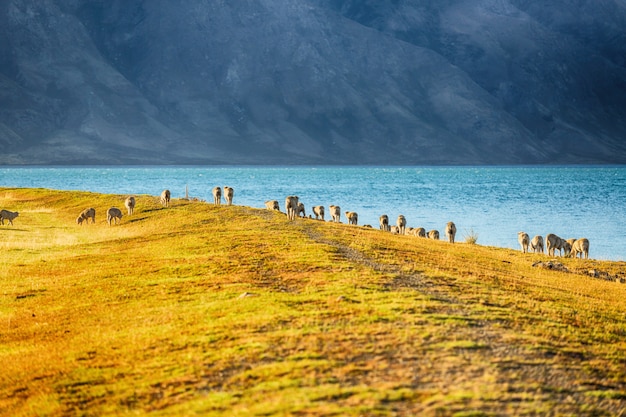 Szenische Ansicht von Schafen in der Südinsel Neuseeland, Reiseziel-Konzept