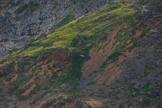 Szenische Berglandschaft mit fliegendem Drachenvogel des Gebets auf Naturhintergrund von Bergen und Felsen im Sonnenlicht Bunter Blick auf Felsen mit grünen Gräsern und Sträuchern auf Steinen mit Raubvogel