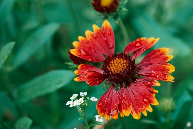 Szenische blühende Gaillardia pulchella im Makro. Erstaunliche nasse rote gelbe Blumennahaufnahme mit Kopienraum. Wunderbare Blütenblätter mit Regentropfen. Tau auf schöne blühende Blume. Tropfen auf Pflanze. Reiche Flora.