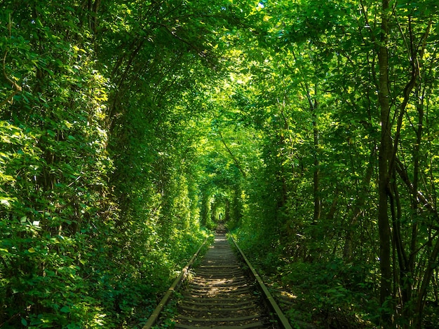 Szenische Eisenbahn im Sommerwald Tunnel der Liebe in Klevan Ukraine