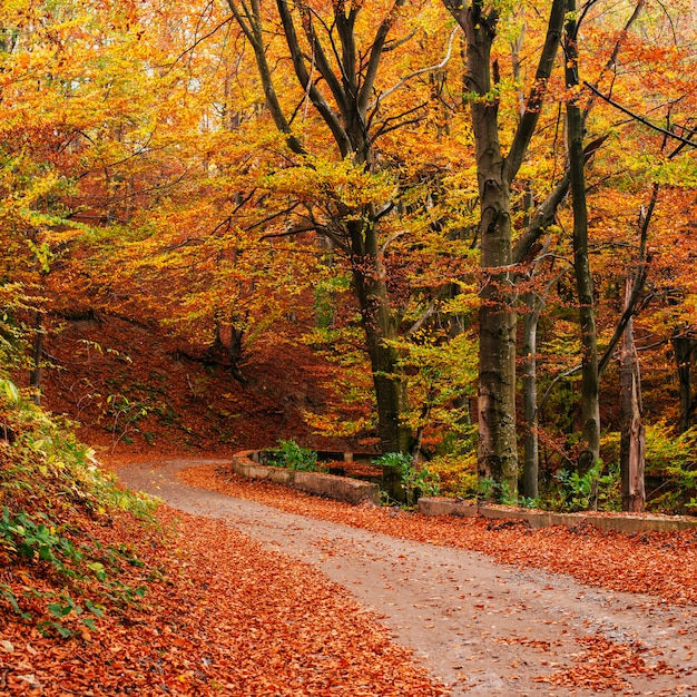 Szenische Herbstlandschaft