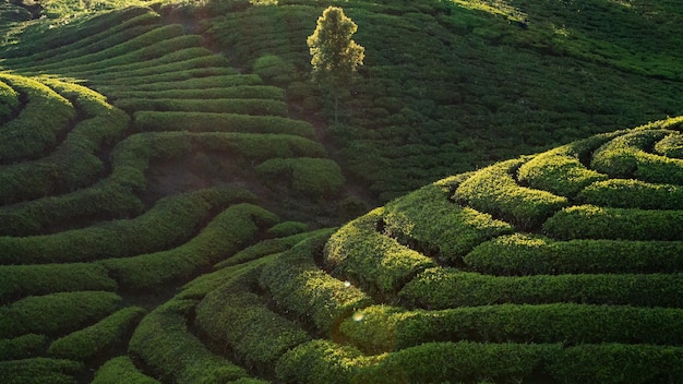 Szenische Teeplantagenlandschaft