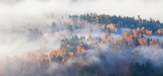 Szenischer Herbstansichtsnebel im Wald