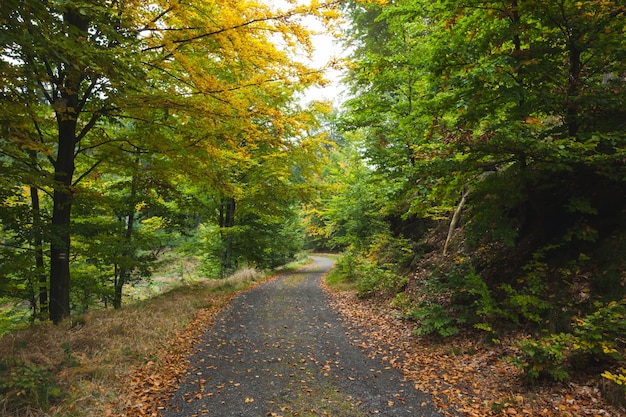 Szenischer Schuß der schmalen Straße entlang Wald