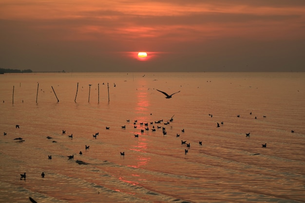 Szenischer Sonnenaufgang über dem ruhigen Meer des Golfs von Thailand mit zahlreichen sich hin- und herbewegenden Seemöwen