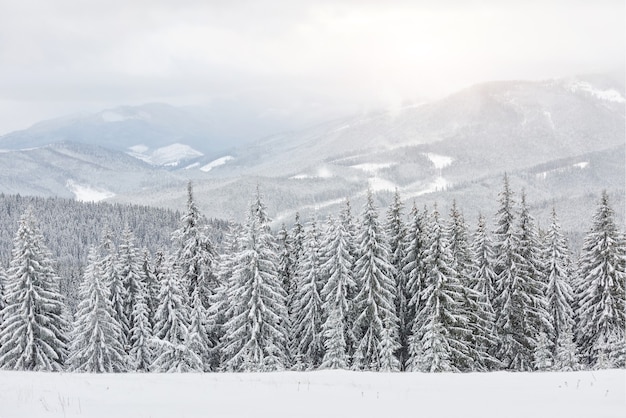 Szenisches Bild des Fichtenbaums. Frostiger Tag, ruhige Winterszene. Standort Karpaten, Ukraine Europa. Skigebiet. Tolles Bild von wilder Gegend. Entdecken Sie die Schönheit der Erde. Tourismuskonzept. Frohes neues Jahr!